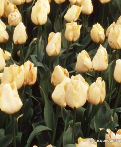 Apricot Beauty