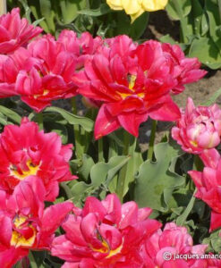 Rosy Queen