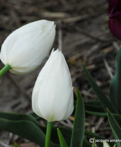 White Swan