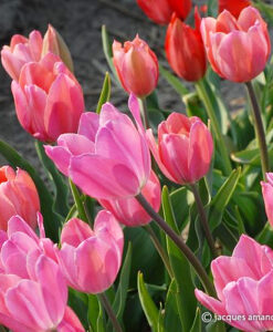 Inglescombe Pink (Salmon Queen, Parisian Aurora)