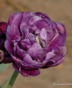 Blue Flag (Bleu Celeste)