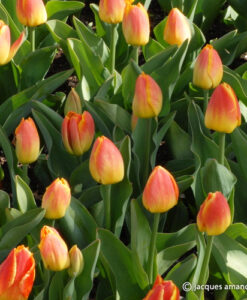 Liliane