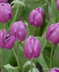 Purple Flag
