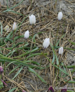 humilis J.D.Winter