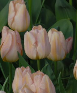 Apricot Amor